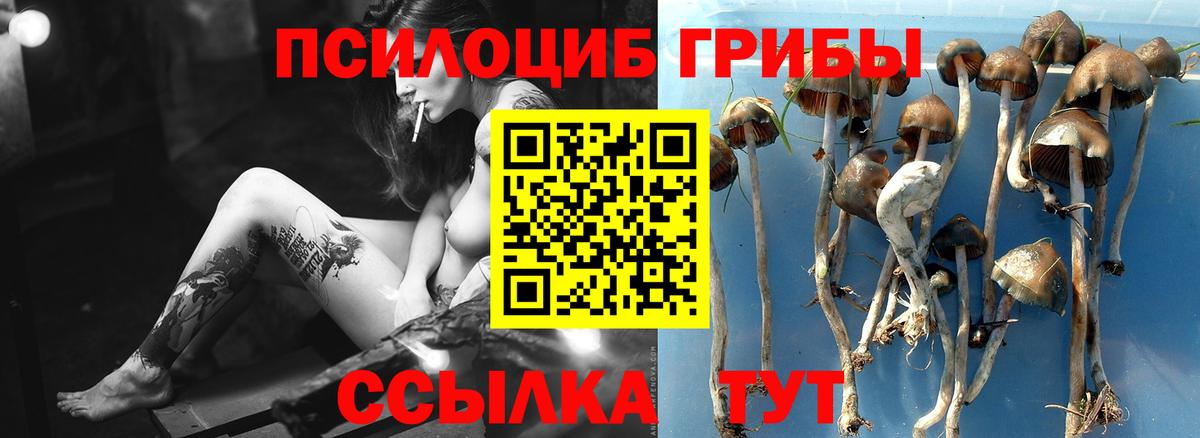 Псилоцибиновые грибы прущие грибы  Костомукша 